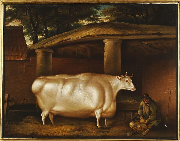 The White Heifer that Travelled, with a man slicing turnips in a stable yard