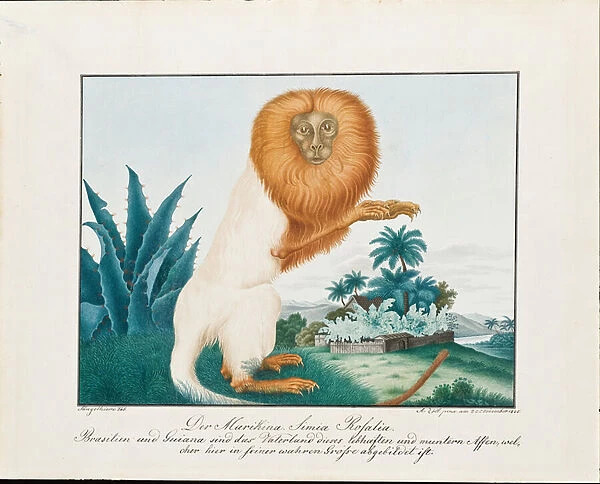 The White Saki, 1835 (w  /  c on paper)