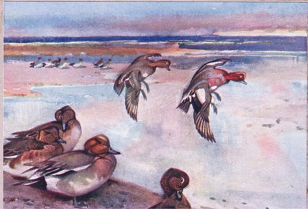 Widgeons, illustration from Wild Nature & Country Life published by Hodder & Stoughton, c