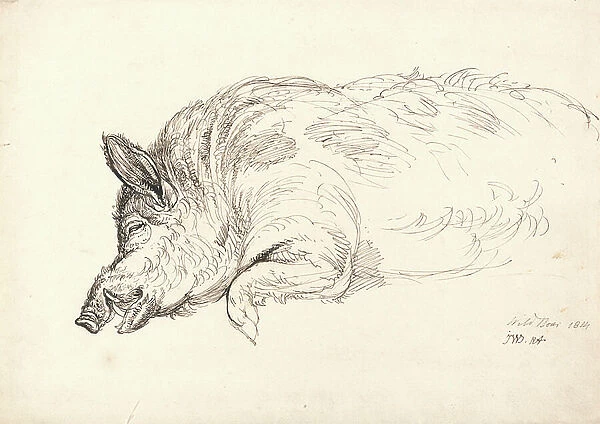 A Wild Boar, Asleep or Dead, 1814 (pen & ink on paper)
