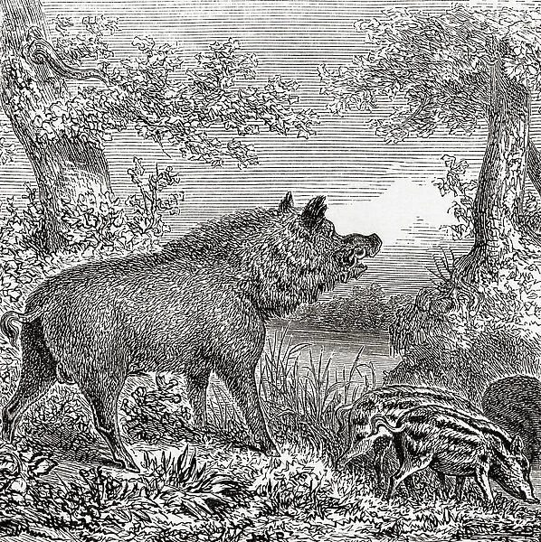 The wild boar (Sus scrofa), 1864