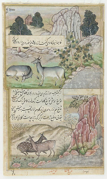 Two Wild Buffalo, c.1589 (watercolor, ink, gold on paper)