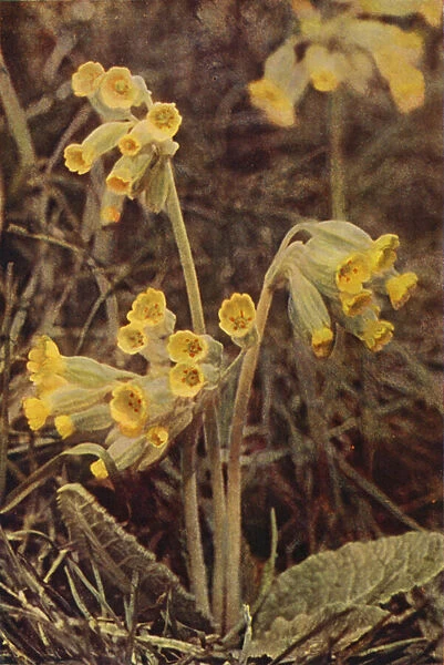 Wild flowers: Cowslip (colour photo)