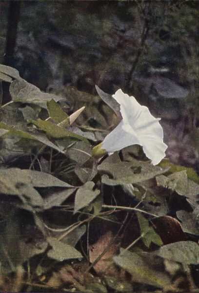 Wild flowers: Hedge Convolvulus (colour photo)