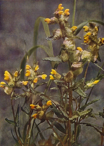 Wild flowers: Yellow Rattle (colour photo)