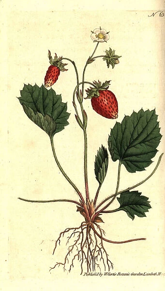 Wild strawberry, Fragaria vesca (One-leaved strawberry or strawberry of Versailles, Fragaria monophylla). Handcolured copperplate engraving after a botanical illustration from William Curtis The Botanical Magazine, Lambeth Marsh, London, 1787