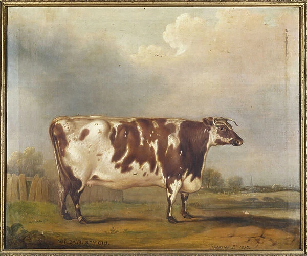 Wildair, an eight-year-old heifer in a river landscape, 1827 (oil on canvas)