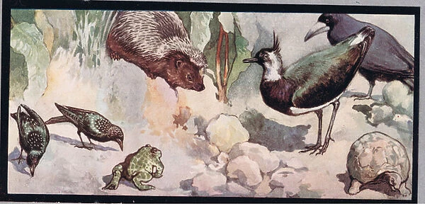 Wildlife, illustration from Helpers Without Hands by Gladys Davidson, published in 1919 (colour litho)
