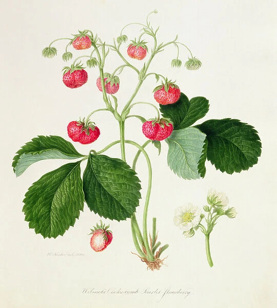 Wilmots Cocks-Comb Scarlet Strawberry, 1820 (w  /  c on paper)