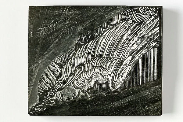 Wing from Durer (engraved wooden block)