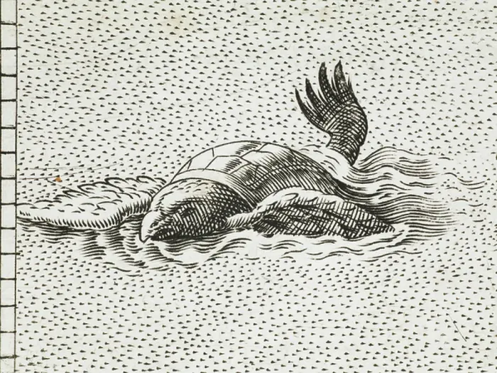 Framed Print : A winged turtle