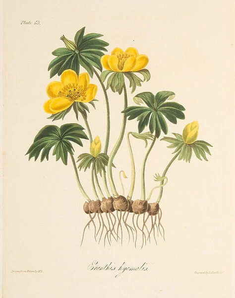 Winter Aconite, from Floral Illustrations of the Seasons, pub