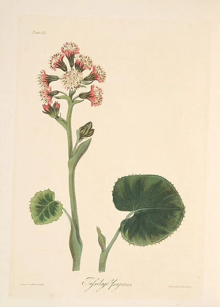 Winter Heliotrope, from Floral Illustrations of the Seasons, pub