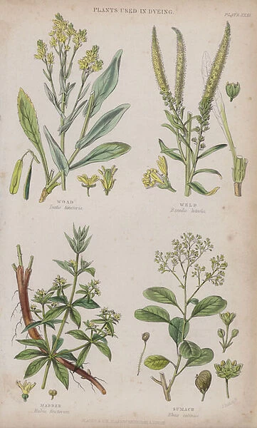 Woad; Weld; Madder; Sumach (coloured engraving)