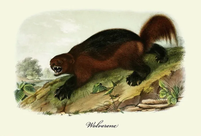 Framed Print : Wolverine. UIG2901971 Wolverine; (add.info.: Wolverine.); Buyenlarge Archive / UIG