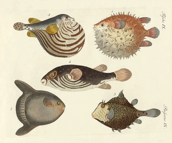Wonderful fish (coloured engraving)