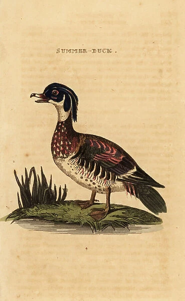 Wood duck, Aix sponsa