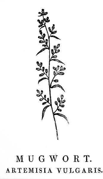 A woodblock engraving depicting a sprig of Mugwort, a species of aromatic plants in the genus Artemisia. Woodcut by Thomas Bewick (1753-1828) an English engraver and natural history author, 18th century