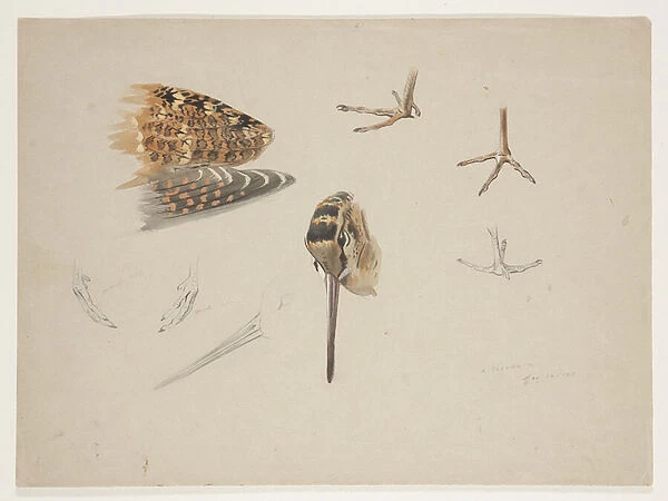 Woodcock beak, feet and wing, c. 1915 (w  /  c & bodycolour over pencil on paper)