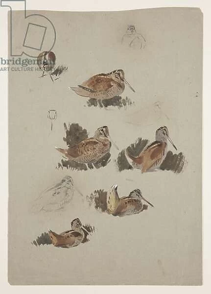Woodcock, c. 1915 (w  /  c & bodycolour over pencil on paper)