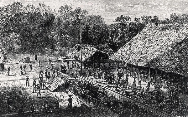 Workers on a Coffee Plantation (engraving) (b&w photo)