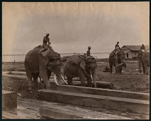 Working with elephants, c. 1880 (albumen print)