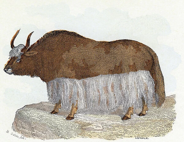 Yack (yak) - ' Alphabet illustrates animals' 19th century (engraving)