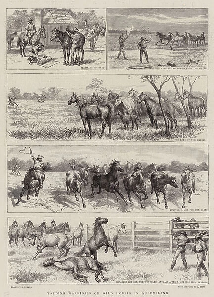 Yarding Warrigals or Wild Horses in Queensland (litho)