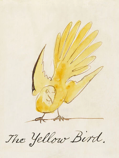 The Yellow Bird, from Sixteen Drawings of Comic Birds (pen & ink w  /  c on paper)