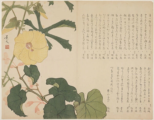 (Yellow flowering shrub), c. 1818-1829