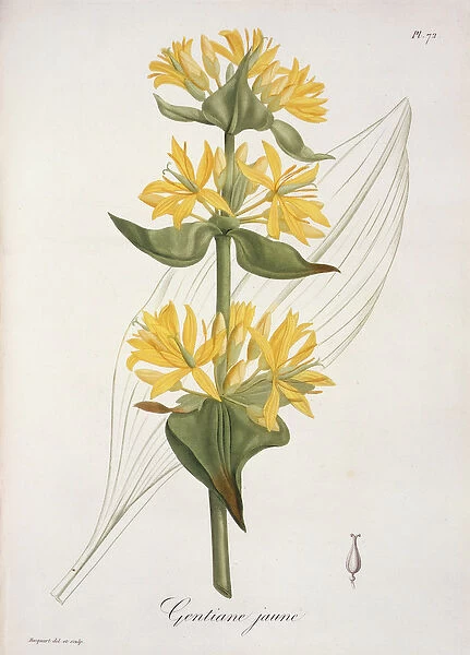 Yellow Gentian from Phytographie Medicale by Joseph Roques (1772-1850)