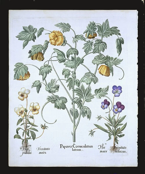 Yellow Horned Poppy, from the Hortus Eystettensis by Basil Besler (1561-1629)