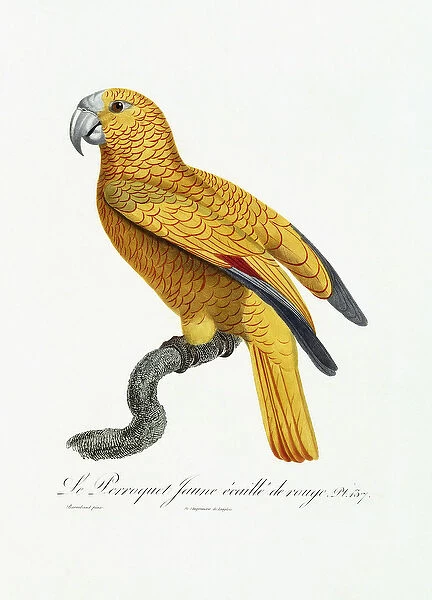 Yellow and Red Parrot, c. 1801-05 (hand-coloured engraving)
