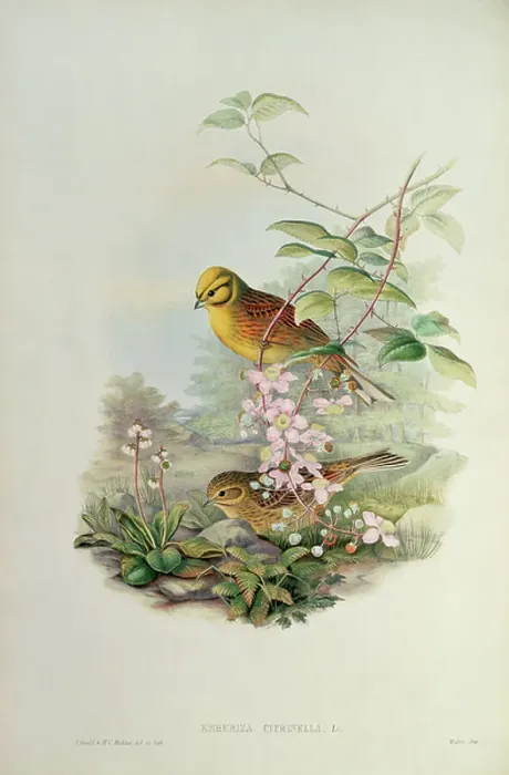 Framed Print : Yellowhammer