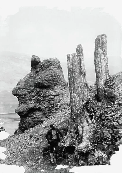 Yellowstone National Park fossil forest, c. 1910-5 (b / w photo)