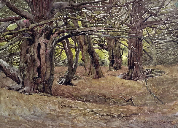 Yews in the Old Yew Wood, Earl of Radnors Estate, near Salisbury (watercolour)