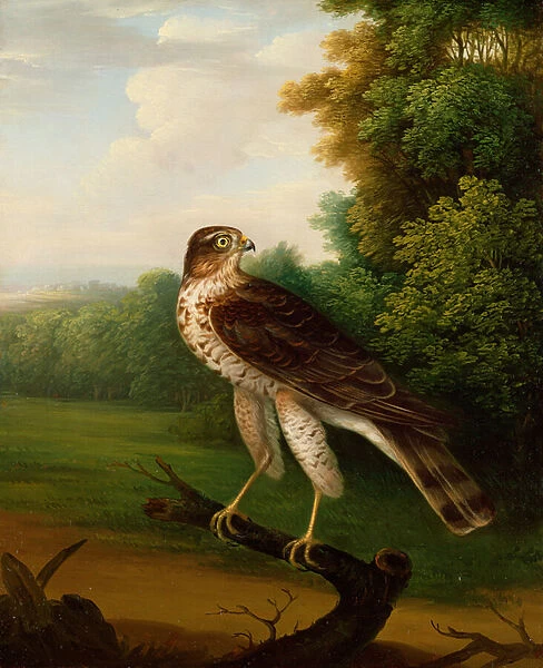 A Young Female Hawk, one year old (oil on canvas)
