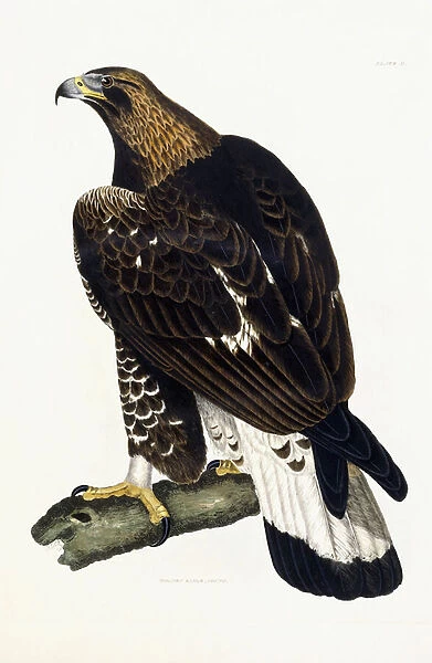 A Young Golden Eagle, 1841 (hand-coloured engraved plate)