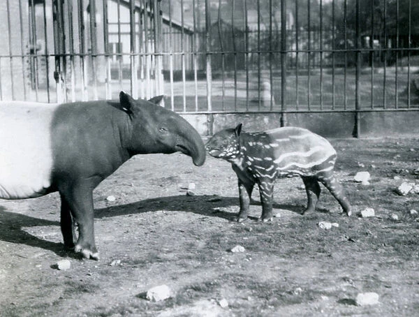 Young Malayan Tapir with its mother at London Zoo, 5th October 1921 (b  /  w photo)