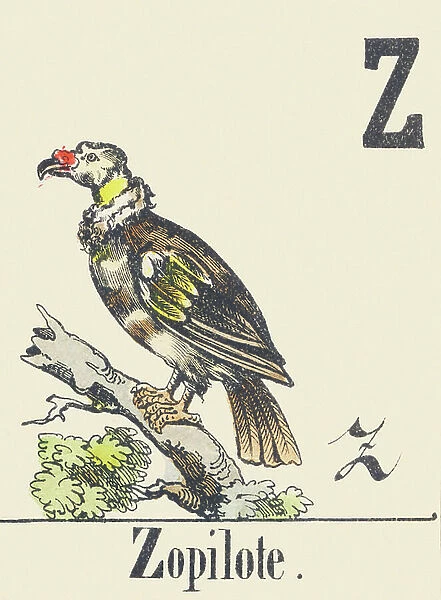Z: Zopilot, c1880-1900 (illustration)