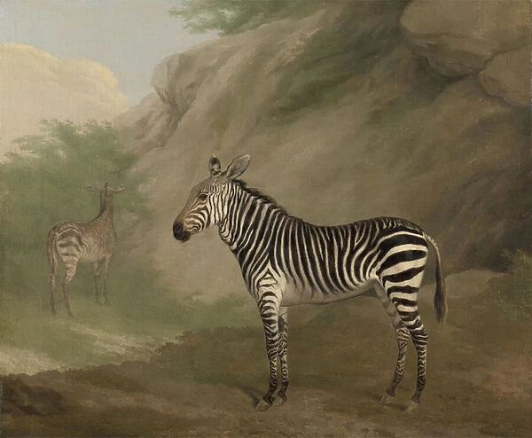 Zebra, 1803 (oil on canvas)