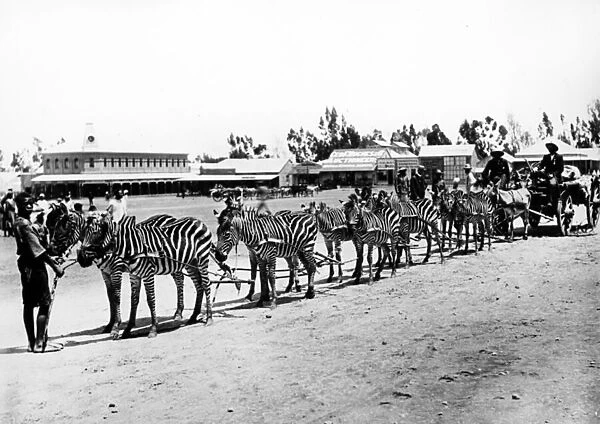 Zebra-Drawn Cart, c. 1890 (b  /  w photo)