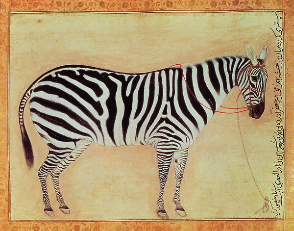 Zebra, from the Minto Album, Mughal, 1621, (gouache on paper)