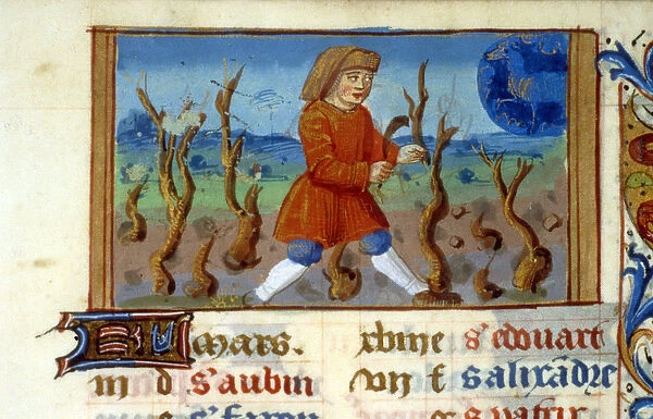 Zodiac Aries and tree size - Miniature of the Middle Ages (ref