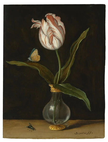 The Zomerschoon tulip (oil on canvas)