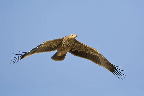 Asian Imperial Eagle in flight, Oman