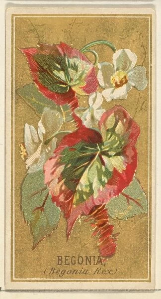 Begonia Begonia Rex Flowers series Old Judge Cigarettes