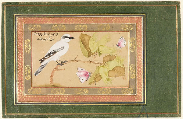 Black White Bird Perched Shrub 1651-1652 Shafi Abbasi