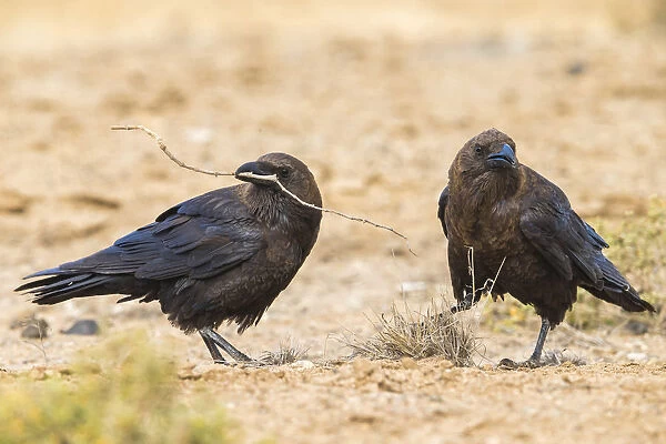 Brown-necked Raven, Corvus ruficollis, Capo Verde