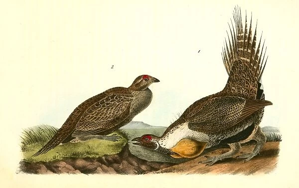 Cock of the Plains. 1. Male. 2. Female. Audubon, John James, 1785-1851